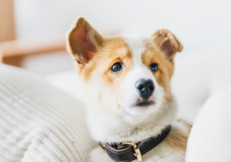 年轻人为什么越来越喜欢动物 喜欢小动物的原因