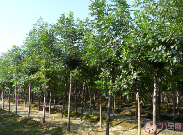 蚂蚁新村树木栽植时树坑直径应比树木的根幅大多少 2月17日答案解析 蚂蚁新村树木栽植时树坑直径应比树木的根幅大多少 2月17日答案解析