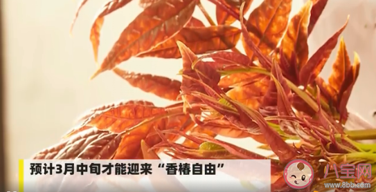 香椿价格将在3月初跳水 香椿自由时间表来了