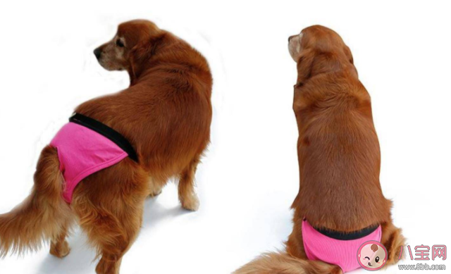 狗狗也会来大姨妈吗 狗狗来例假要注意什么 狗狗也会来大姨妈吗 狗狗来例假要注意什么