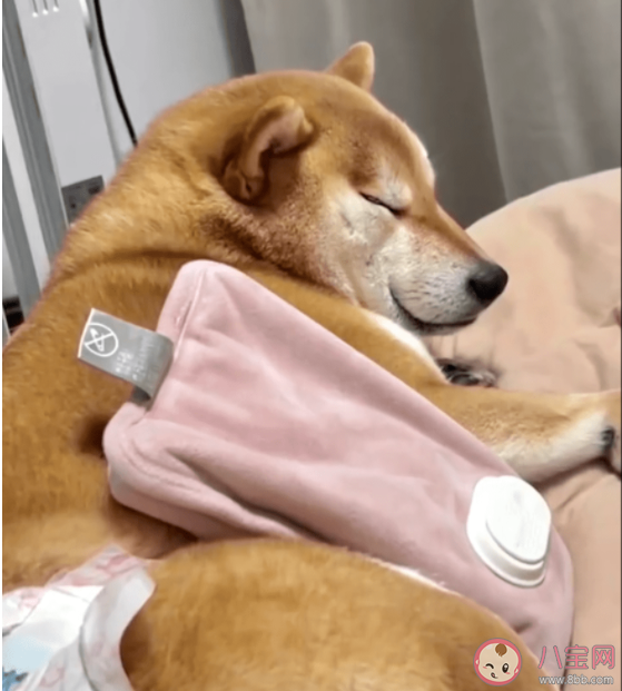 狗狗也会来大姨妈吗 狗狗来例假要注意什么 狗狗也会来大姨妈吗 狗狗来例假要注意什么