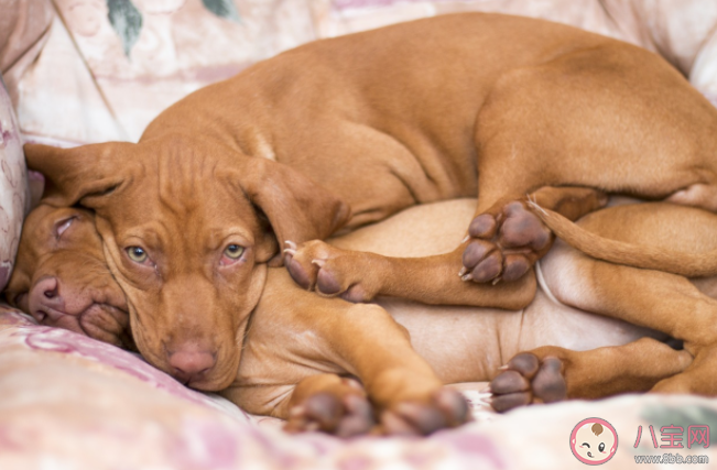 狗狗也会来大姨妈吗 狗狗来例假要注意什么 狗狗也会来大姨妈吗 狗狗来例假要注意什么