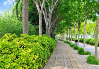 蚂蚁新村树木栽植时树坑直径应比树木的根幅大多少 2月17日答案解析