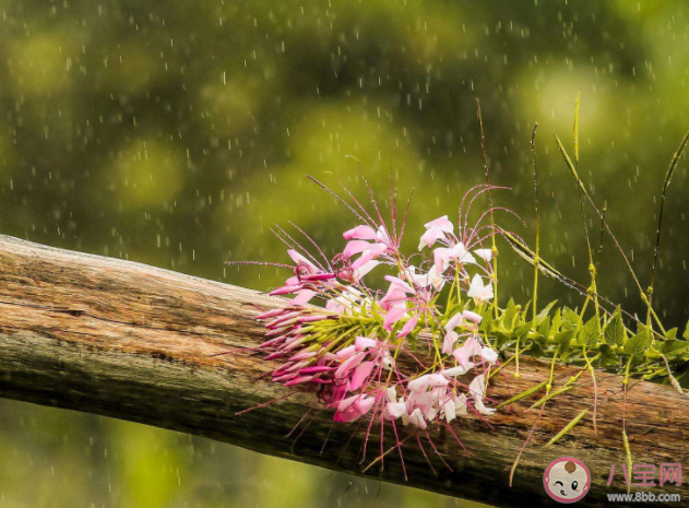 蚂蚁庄园雨水节气一定会下雨吗 2月19日答案解析 蚂蚁庄园雨水节气一定会下雨吗 2月19日答案解析