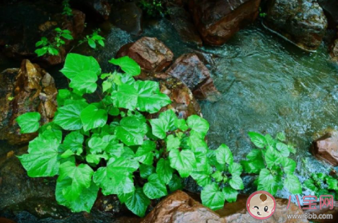 雨水节气一定会下雨吗 蚂蚁庄园2月19日答案最新