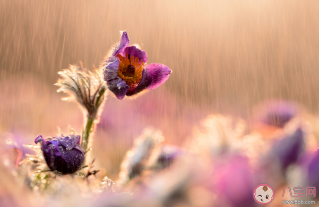 雨水节气下雨好不好 雨水节气是不是就暖和了