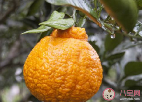 水果越丑越好吃吗 吃水果看颜值吗 水果越丑越好吃吗 吃水果看颜值吗