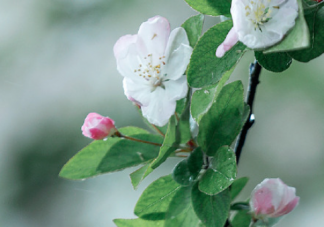 为什么要知道二十四节气 了解二十四节气有什么意义