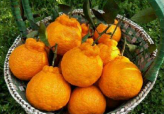 水果越丑越好吃吗 吃水果看颜值吗