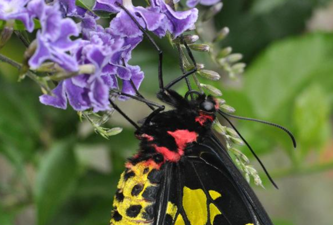 人类有色盲症那动物中也有色盲吗 蚂蚁庄园2月22日答案最新