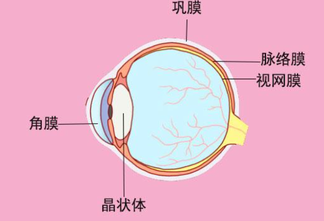 人类有色盲症那动物中也有色盲吗 蚂蚁庄园2月22日答案最新
