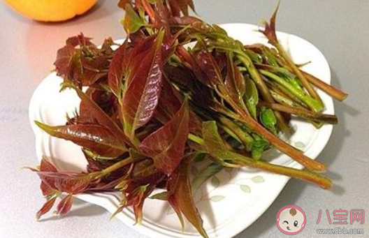 上海香椿120元一斤 香椿为什么受欢迎