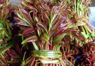 上海香椿120元一斤 香椿为什么受欢迎