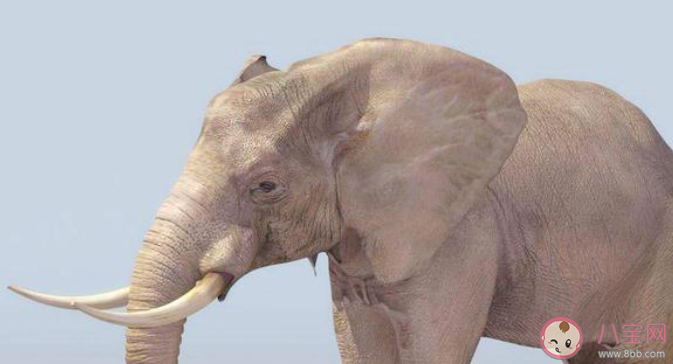 蚂蚁庄园大象鼻子里有骨头吗 小课堂2月24日答案介绍 蚂蚁庄园大象鼻子里有骨头吗 小课堂2月24日答案介绍