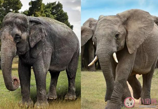 蚂蚁庄园大象鼻子里有骨头吗 小课堂2月24日答案介绍 蚂蚁庄园大象鼻子里有骨头吗 小课堂2月24日答案介绍