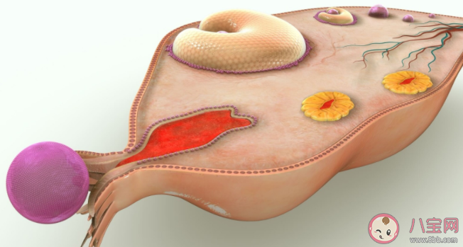 没结婚会得子宫内膜异位症吗 得了子宫内异症的人有哪些不适 没结婚会得子宫内膜异位症吗 得了子宫内异症的人有哪些不适
