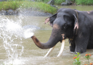 大象鼻子有骨头吗 蚂蚁庄园2月24日正确答案