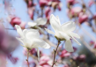 遇见三月遇见春天的文艺句子说说 遇见美好三月拥抱春天的文案