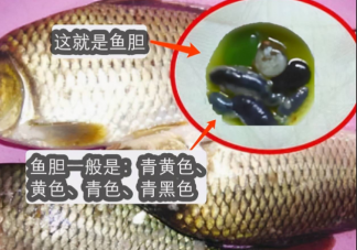 吃鱼胆对眼睛好吗 鱼胆破了怎么处理