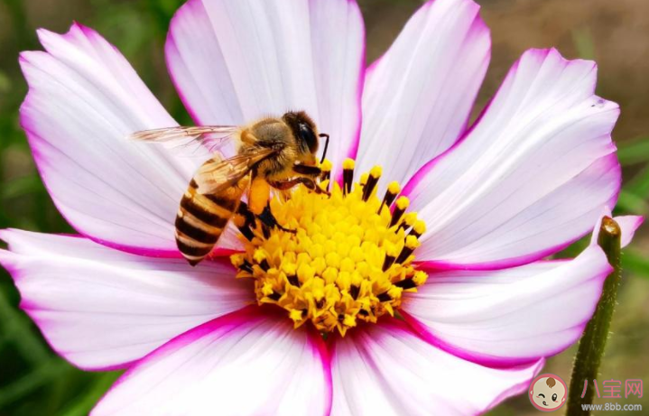 春天来了的优美句子说说 描写春天的文案句子大全 春天来了的优美句子说说 描写春天的文案句子大全