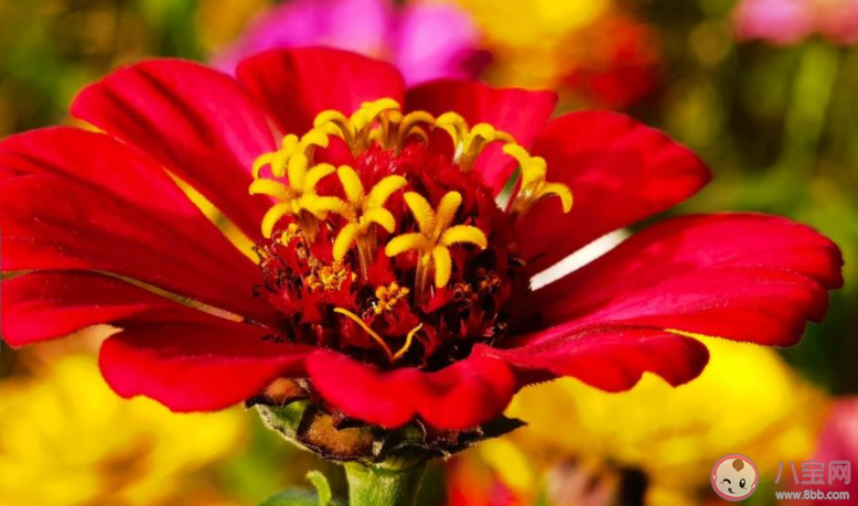 春天来了的优美句子说说 描写春天的文案句子大全 春天来了的优美句子说说 描写春天的文案句子大全