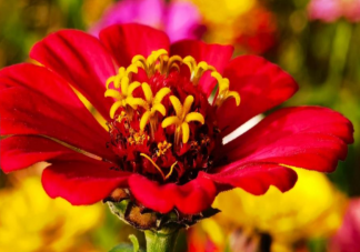 春天来了的优美句子说说 描写春天的文案句子大全