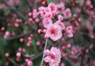 2022小学生关于春天的优秀作文范文 2022小学生描写春天的主题作文大全