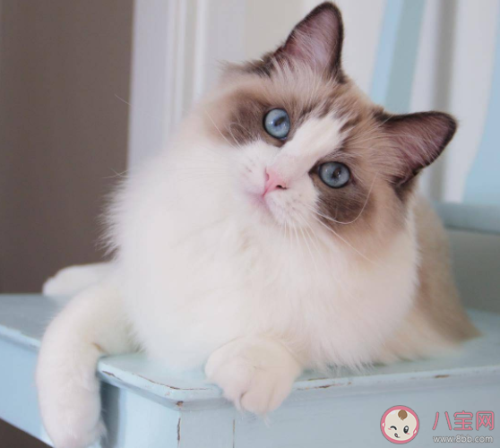 猫为什么喜欢把东西推下去 猫咪喜欢扒拉东西的原因