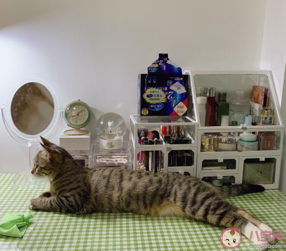 猫咪喜欢推桌上的东西怎么办 猫咪的爪爪有什么作用