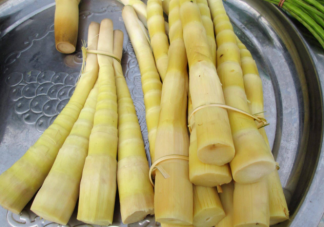 竹笋是春季特色美食哪类人不适合多食 蚂蚁庄园3月5日正确答案
