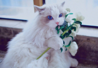 猫为什么喜欢把东西推下去 猫咪喜欢扒拉东西的原因