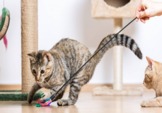 猫咪喜欢推桌上的东西怎么办 猫咪的爪爪有什么作用