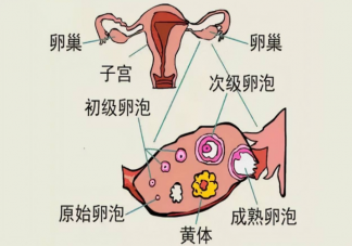 憋尿会导致黄体破裂吗 黄体破裂的原因有什么