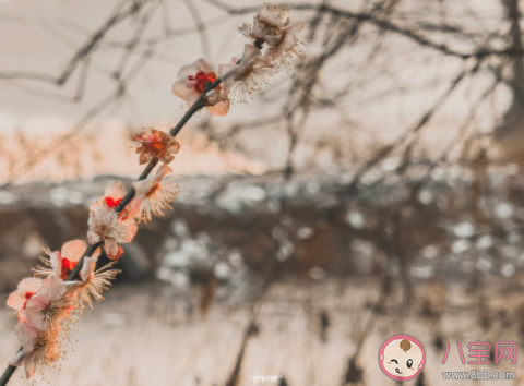 春暖花开的朋友圈说说句子 有关春暖花开的文案说说
