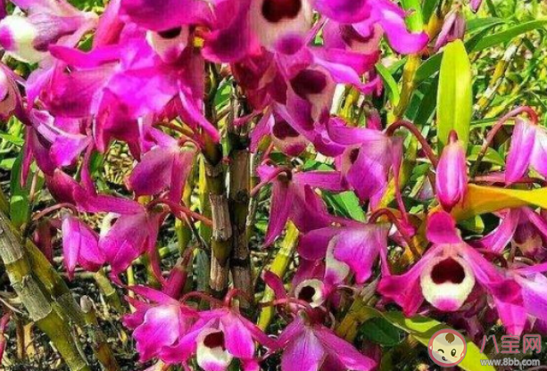 下列哪种树更适合在干旱地区种植 蚂蚁庄园3月12日答案介绍