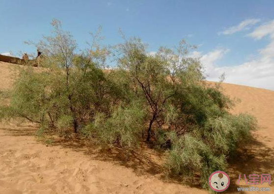 下列哪种树更适合在干旱地区种植 蚂蚁庄园3月12日答案介绍