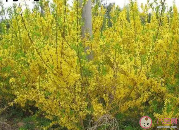 以下哪种植物是冬季封草地时动物的救命草 蚂蚁庄园3月12日答案最新