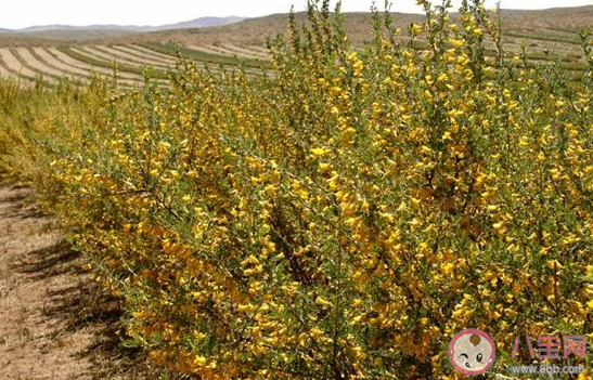 以下哪种植物是冬季封草地时动物的救命草 蚂蚁庄园3月12日答案最新