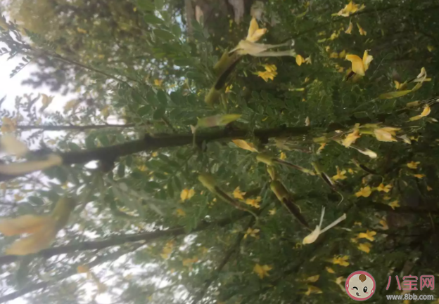 哪种植物是冬季雪封草地时动物的救命草 蚂蚁庄园3月12日正确答案