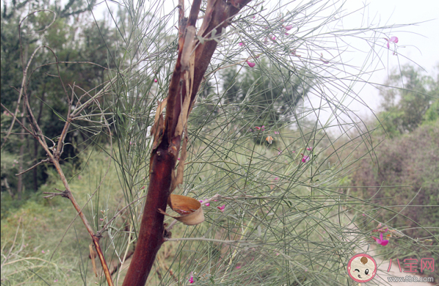花棒和木棉哪种树更适合在干旱地区种植 蚂蚁庄园3月12日答案解析