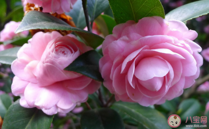 山茶花开了的心情说说句子 山茶花开了的浪漫文字