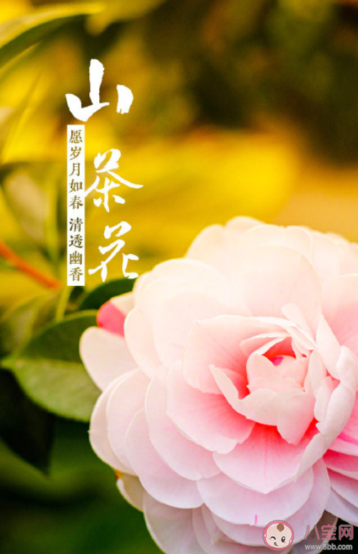 山茶花开了的心情说说句子 山茶花开了的浪漫文字