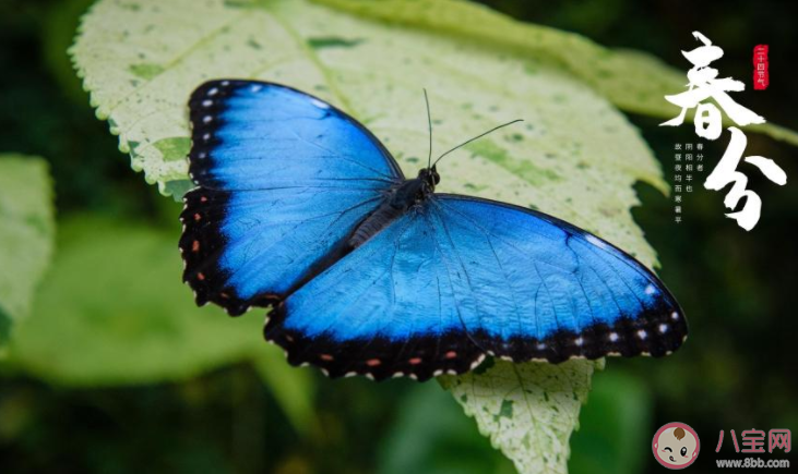 2022春分节气图片精美文案朋友圈说说 2022春分节气的图片带字文案说说