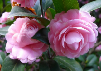 山茶花开了的心情说说句子 山茶花开了的浪漫文字