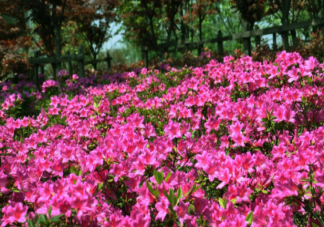 杜鹃花开了的朋友圈说说 赞美杜鹃花的说说文案