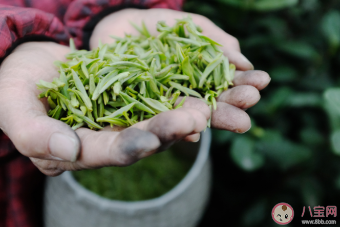 春茶是采摘越早品质越好吗 蚂蚁庄园3月13日答案