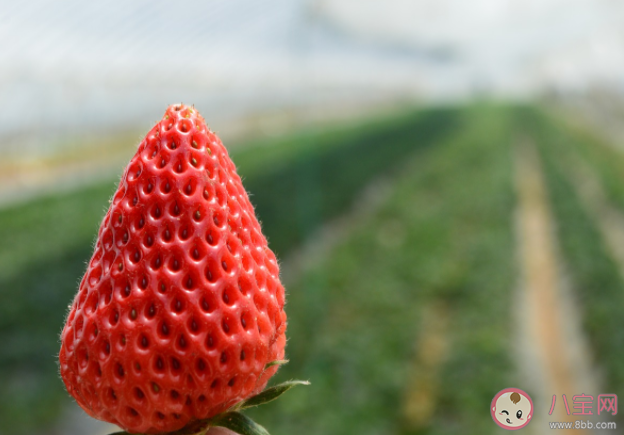 电商爆款丹东草莓造假 丹东99草莓怎么分辨真假