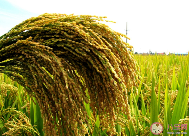 我国的水稻主要成分是淀粉对吗 蚂蚁新村3月15日问题答案