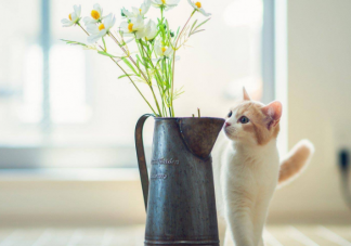 仪式感的本质是送礼物吗 仪式感是爱情的必需品吗