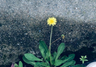 反复的疫情让我们明白了什么 在疫情中懂得了什么道理